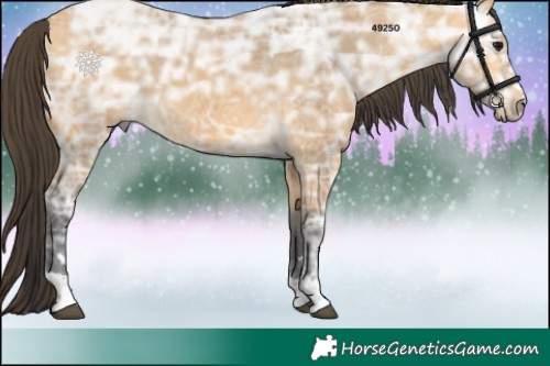 Horse Color:Buckskin Ice 