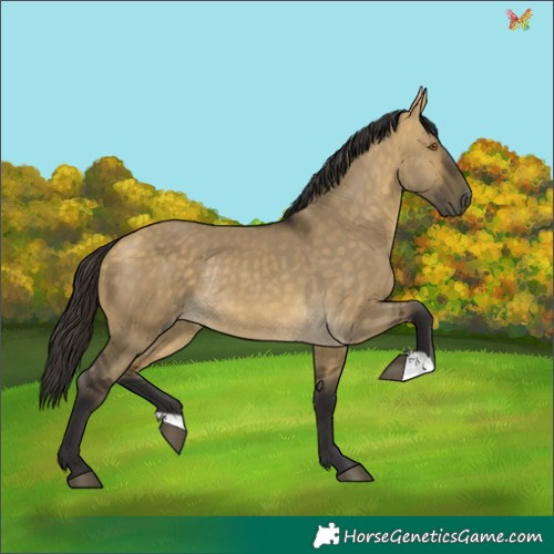 Horse Color:Buckskin Dun Rabicano 