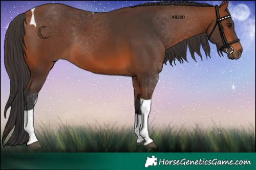 Horse Color:Bay Tobiano 