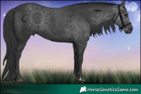 Horse Color:Black 
