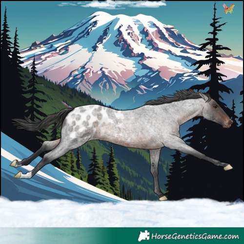 Horse Color:Brown Roan Appaloosa 