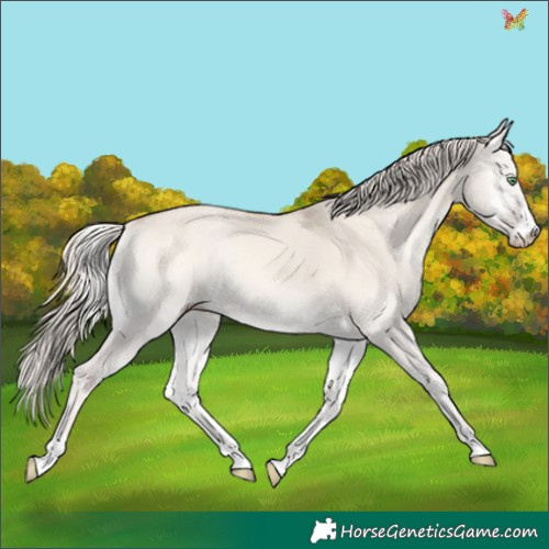 Horse Color:Cremello Onyx Rabicano 