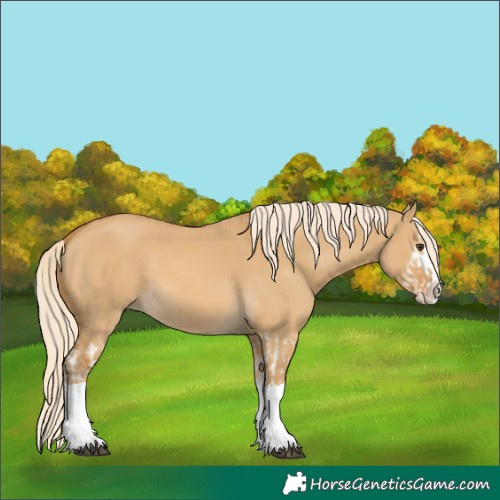 Horse Color:Palomino Dun Splash  and Palomino Dun Splash 