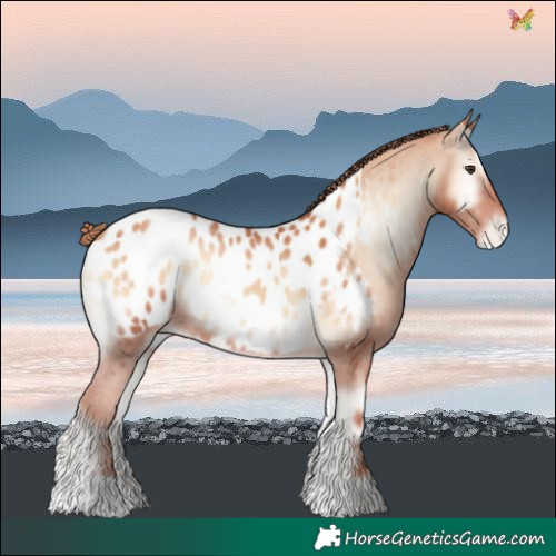 Horse Color:Gold Champagne Onyx Blanket 