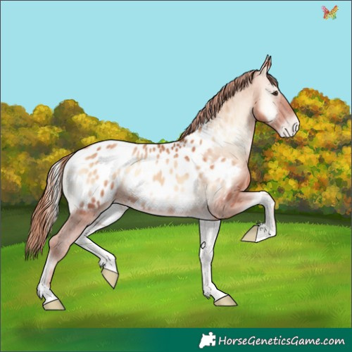 Horse Color:Gold Champagne Onyx Appaloosa 