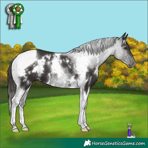 Horse Color:White Spotted Liver Chestnut Tobiano 