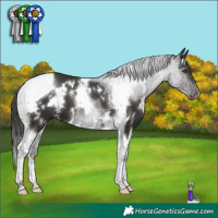 Horse Color:White Spotted Liver Chestnut Tobiano 