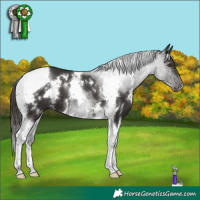 Horse Color:White Spotted Liver Chestnut Tobiano 