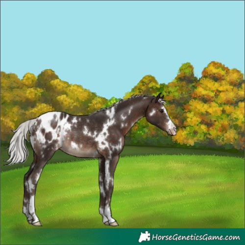 Horse Color:White Spotted Silver Brown Appaloosa Rabicano 
