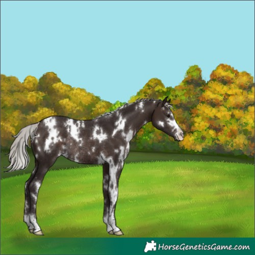 Horse Color:White Spotted Silver Brown Rabicano 