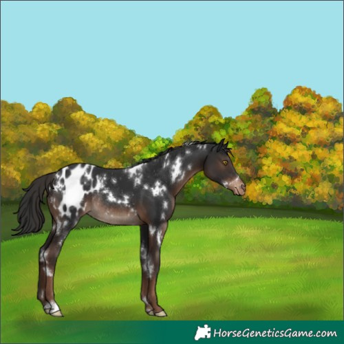 Horse Color:White Spotted Liver Chestnut Appaloosa Rabicano