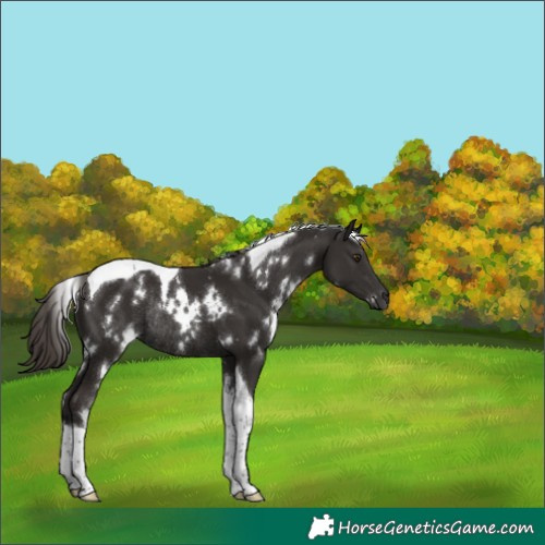 Horse Color:White Spotted Liver Chestnut Tobiano Rabicano 