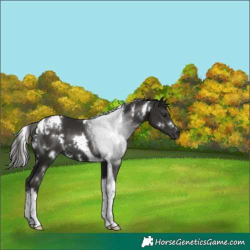Horse Color:White Spotted Liver Chestnut Tobiano 