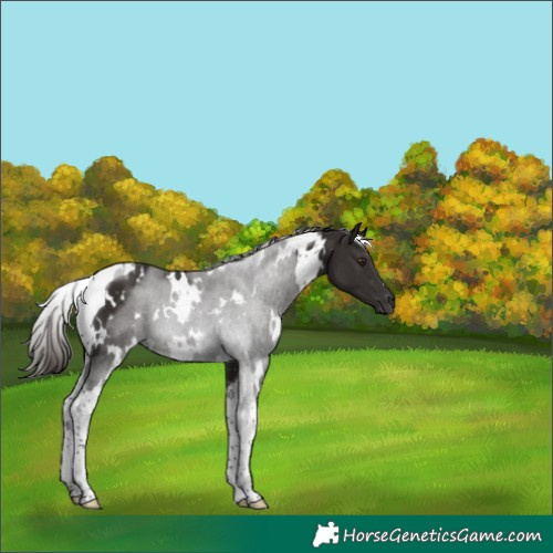 Horse Color:White Spotted Liver Chestnut Tobiano 