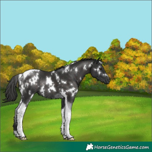 Horse Color:White Spotted Liver Chestnut Tobiano Rabicano 