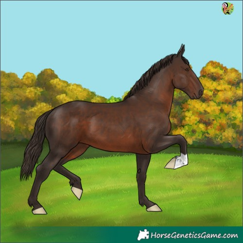 Horse Color:Liver Chestnut 
