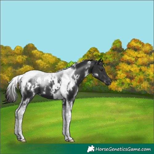Horse Color:White Spotted Liver Chestnut Tobiano 