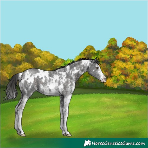 Horse Color:White Spotted Liver Chestnut Sabino 