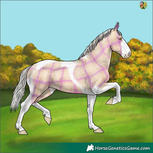 Horse Color:Plaid  White Spotted Silver Sable Champagne Dun Tobiano Appaloosa 