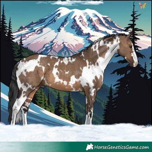 Horse Color:White Spotted Brown Dun 