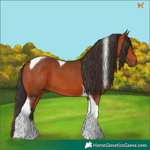 Horse Color:Bay Tobiano 