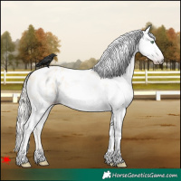 Horse Color:Gray Silver Amber Cream Champagne Roan Dun Splash Tobiano Frame Blanket Rabicano