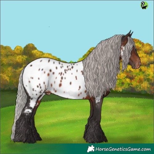 Horse Color:Silver Brown Appaloosa 