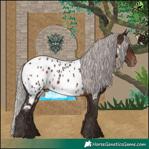 Horse Color:Silver Brown Appaloosa 