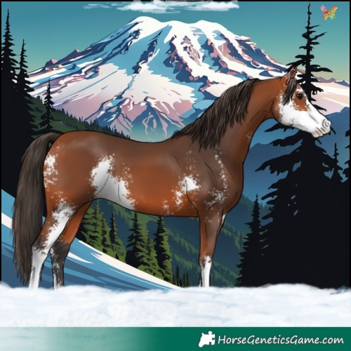Horse Color:Bay Sabino 