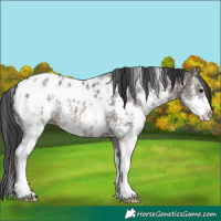 Horse Color:Brown Sabino Appaloosa