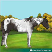 Horse Color:Liver Chestnut Tobiano 