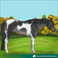 Horse Color:Black Tobiano 