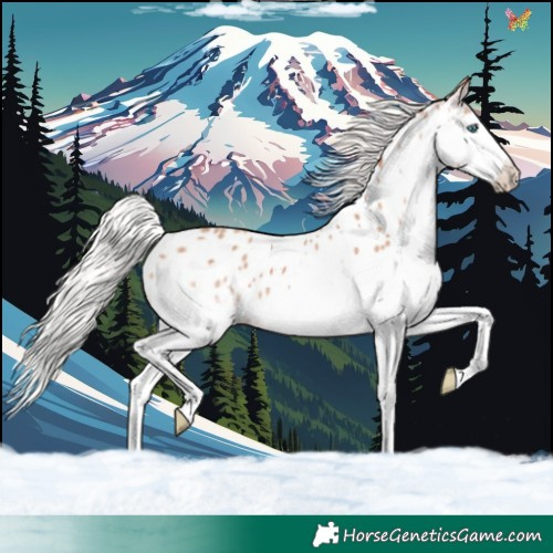 Horse Color:Silver Sable Champagne Splash Near Leopard 