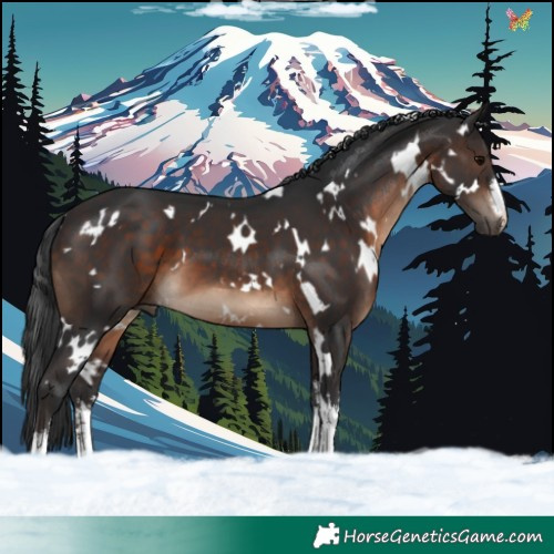 Horse Color:White Spotted Brown 