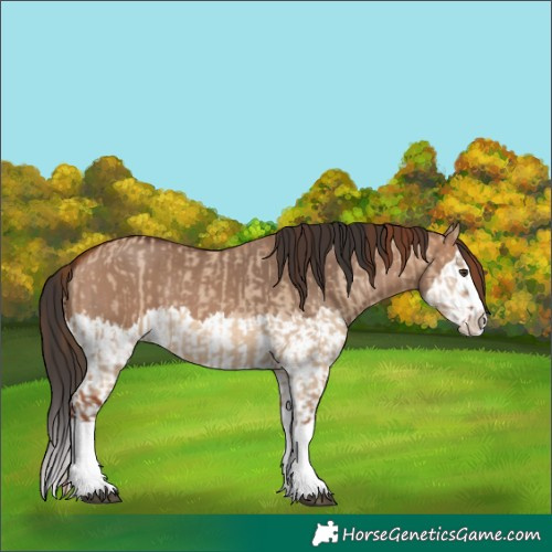 Horse Color:Red Dun Splash  and Bay Dun Splash 