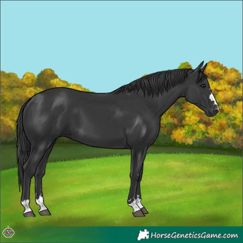Horse Color:Black 
