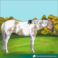 Horse Color:White Spotted Liver Red Dun Tobiano 