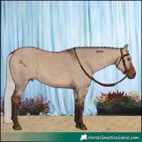 Horse Color:Silver Bay Dun Rabicano 