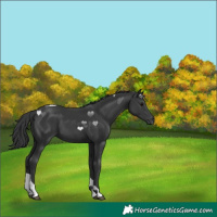 Horse Color:Black Tobiano 