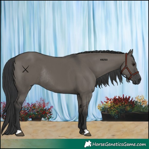 Horse Color:Grullo Rabicano 