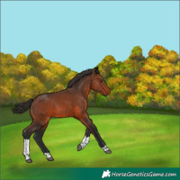Horse Color:Brown Tobiano 