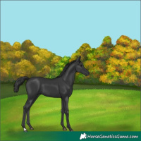 Horse Color:Black 