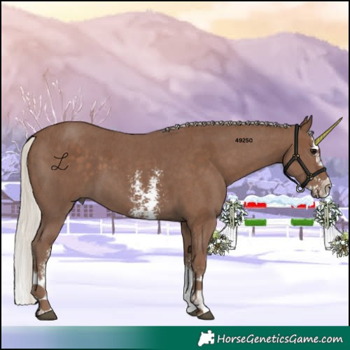 Horse Color:Silver Black Sabino Splash 
