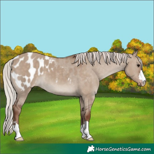 Horse Color:Silver Grullo Appaloosa 