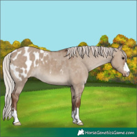 Horse Color:Silver Grullo Appaloosa 