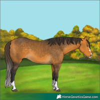 Horse Color:Buckskin 