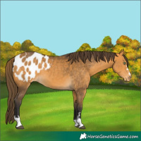 Horse Color:Buckskin Appaloosa