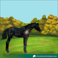 Horse Color:ERROR: UNKNOWN ANOMALY