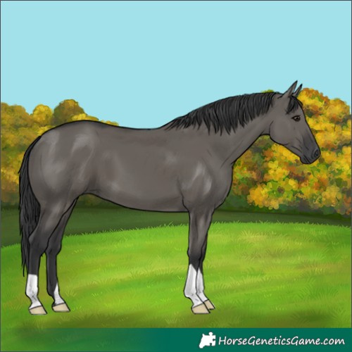 Horse Color:Grullo 