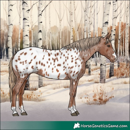 Horse Color:Chestnut Appaloosa 